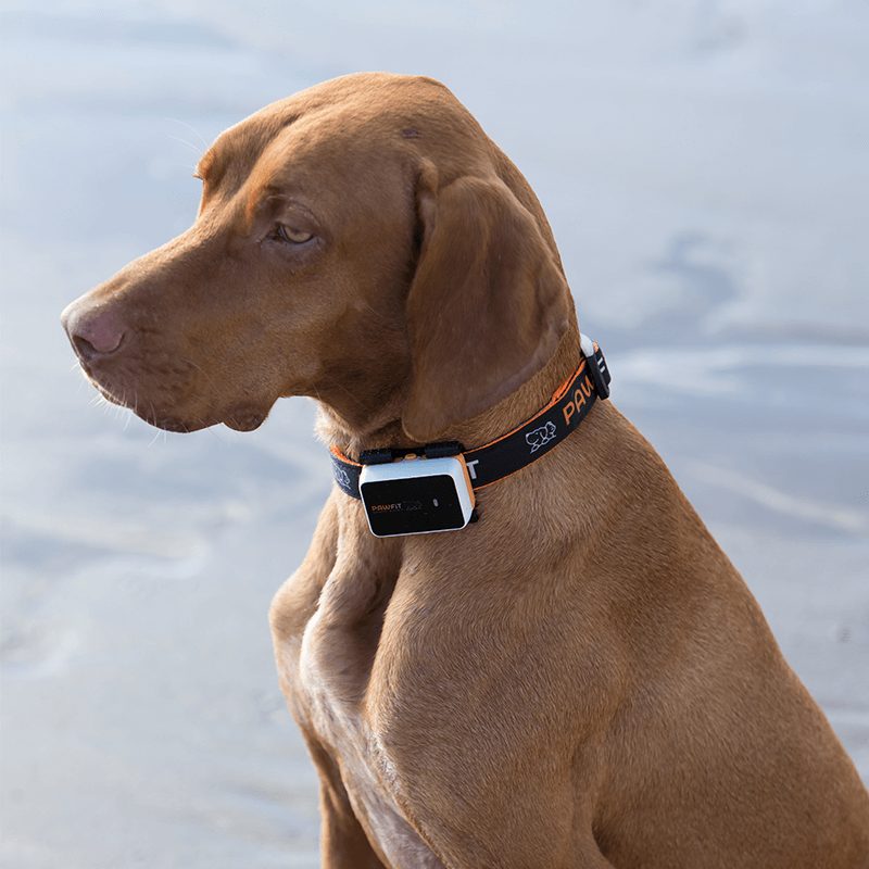 Dog wearing a Pawfit 3 GPS tracker on its collar