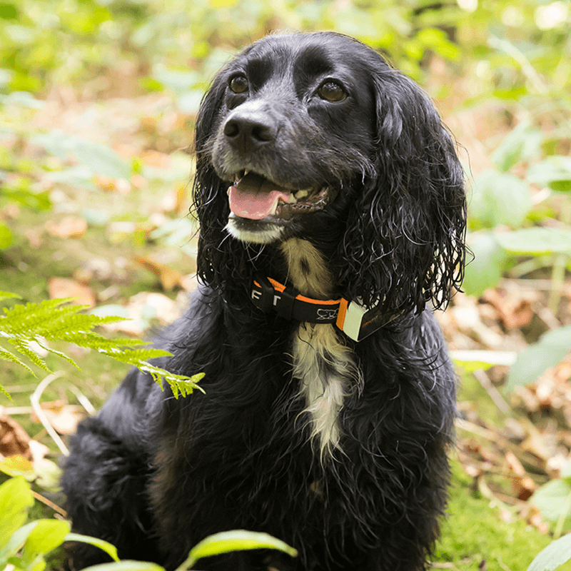 Dog outdoors wearing a Pawfit 3 GPS tracker