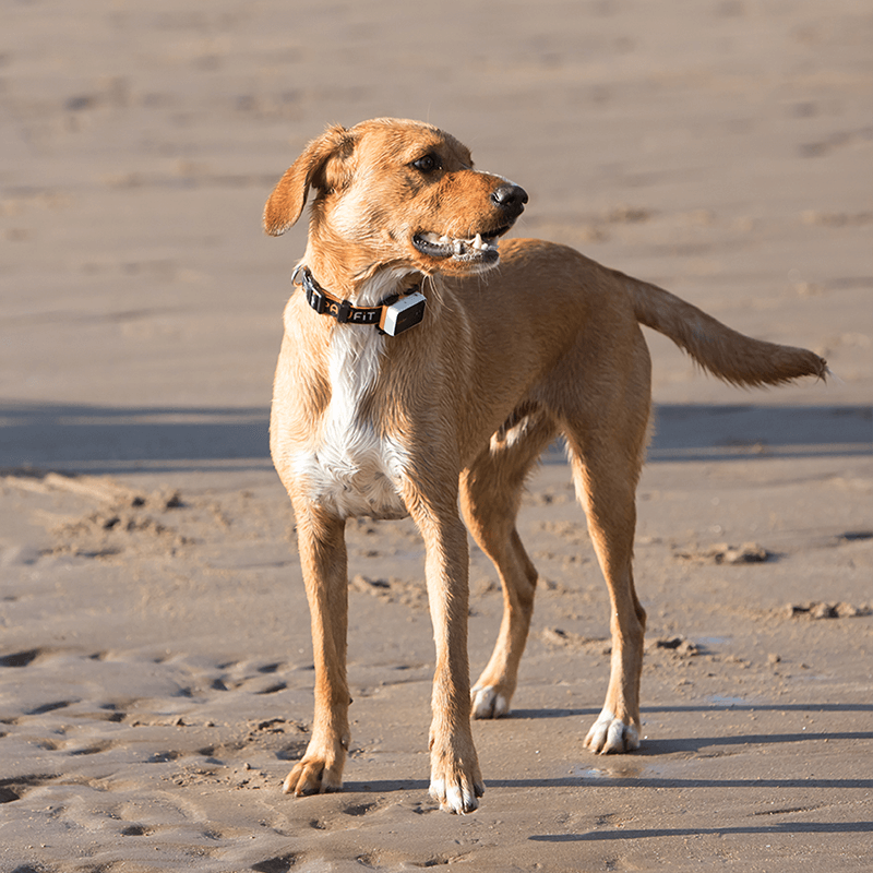 Dog on the beach wearing a Pawfit 3 GPS tracker